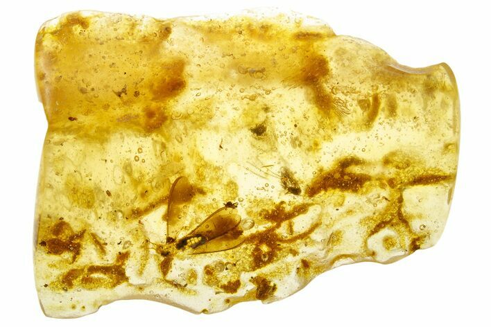 Polished Colombian Copal ( g) - Contains Tiny Spider! #355411